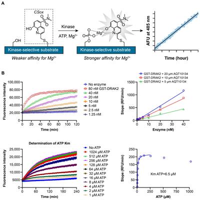 Evaluation of STK17B as a cancer immunotherapy target utilizing highly potent and selective small molecule inhibitors